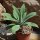Agave attenuata 30-40cm mit Stamm