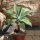 Agave attenuata 40-50cm mit Stamm