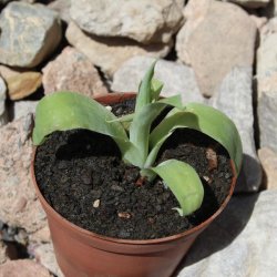 Agave attenuata 5-10cm