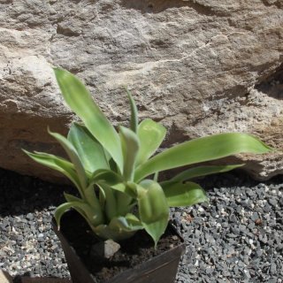 Agave attenuata 10cm Gruppe