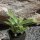 Agave attenuata 10cm Gruppe