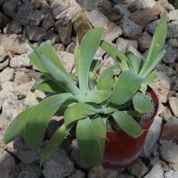 Agave attenuata 20cm Gruppe