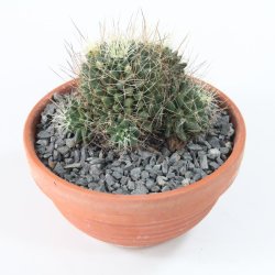 Mammillaria camptotricha