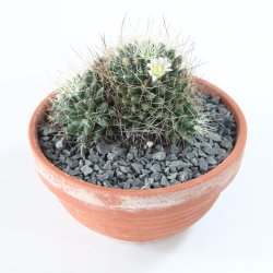 Mammillaria camptotricha