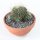 Mammillaria camptotricha