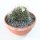 Mammillaria camptotricha