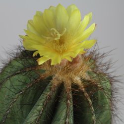 Parodia magnifica Gruppe Ø12cm