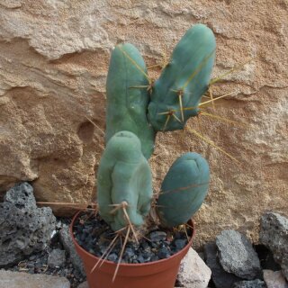 Echinopsis lageniformis monstruosa