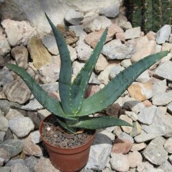 Aloe paradisicum 35-40cm