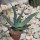 Aloe paradisicum 25-35cm