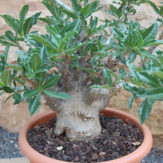 Pachypodium saundersii  Höhe: 65cm , Caudex 25-30cm