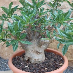 Pachypodium saundersii  Höhe: 65cm , Caudex 25-30cm
