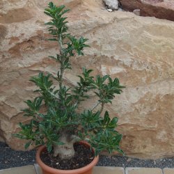 Pachypodium saundersii  Höhe: 65cm , Caudex 25-30cm