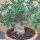 Pachypodium saundersii  Höhe: 65cm , Caudex 25-30cm