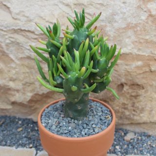 Austrocylindropuntia subulata f. monstrosa Gumby