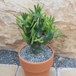 Austrocylindropuntia subulata f. monstrosa Gumby