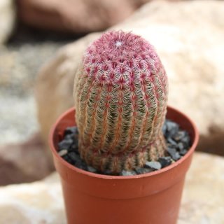 Echinocereus rigidissimus var. rubispinus Ø3-4cm , Höhe 3-6cm