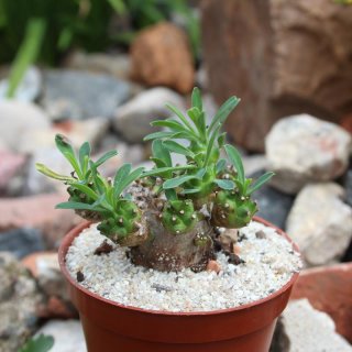 Euphorbia bupleurifolia x susannae Ø5-8cm