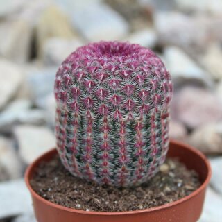 Echinocereus rigidissimus var. rubispinus