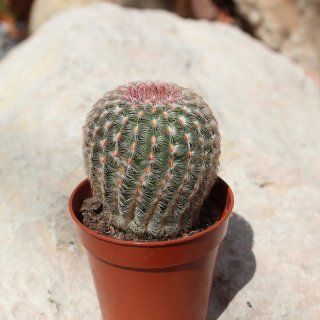 Echinocereus rigidissimus Ø3-4cm , Höhe 3-6cm