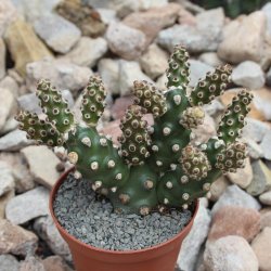 Tephrocactus molinensis Areoles grey