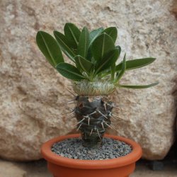 Pachypodium brevicaule caudex Ø3-4cm