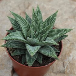 Haworthia Spider White Ø12-14cm