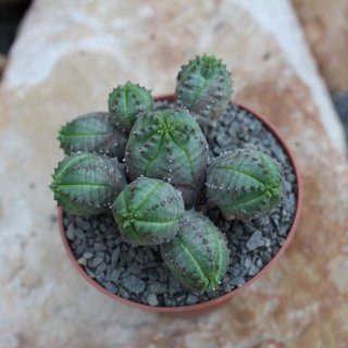 Euphorbia obesa X globosa