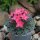Graptopetalum tacitus bellum