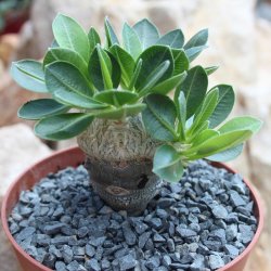 Pachypodium brevicaule caudex Ø4-5cm