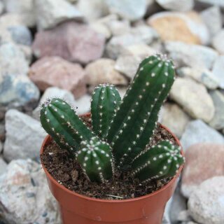 Echinocereus scheeri subsp. gentryi