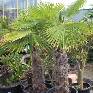 Trachycarpus fortunei Stamm 70cm , Gesamt 150-180cm
