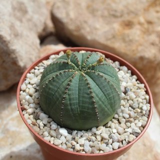 Euphorbia obesa Ø4-5cm