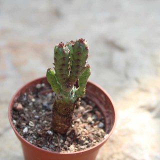 Euphorbia hybride 6-7cm