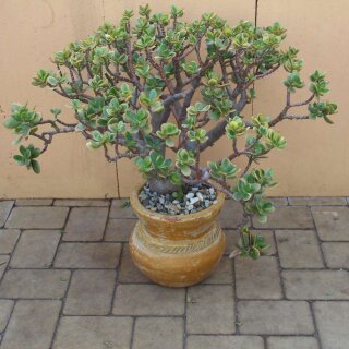 Crassula ovata sunset 70cm inkl. Topf