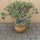 Crassula ovata sunset 70cm inkl. Topf