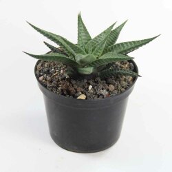 Haworthia limifolia Ø10