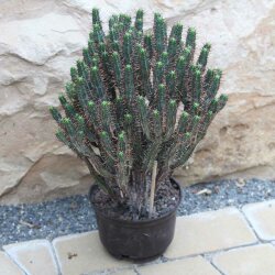 Euphorbia pentagona