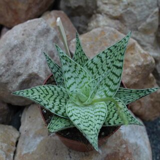 Aloe Hybride Snow White