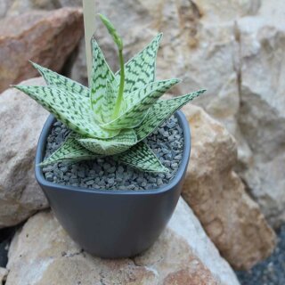 Aloe Hybride Snow White mit Topf