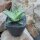 Aloe Hybride Snow White mit Topf