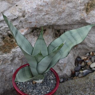 Sansevieria trifasciata Moonshine
