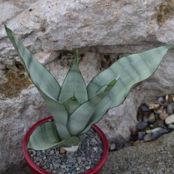 Sansevieria trifasciata Moonshine