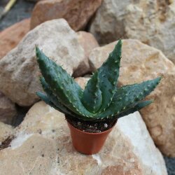 Aloe reitzii