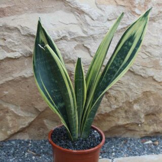 Sansevieria trifasciata Gold Flame 30cm