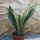 Sansevieria trifasciata Gold Flame 30cm