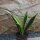 Sansevieria trifasciata Gold Flame 25cm