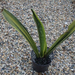 Sansevieria trifasciata Gold Flame 25cm