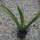 Sansevieria trifasciata Gold Flame 25cm