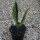 Sansevieria trifasciata Gold Flame 17cm